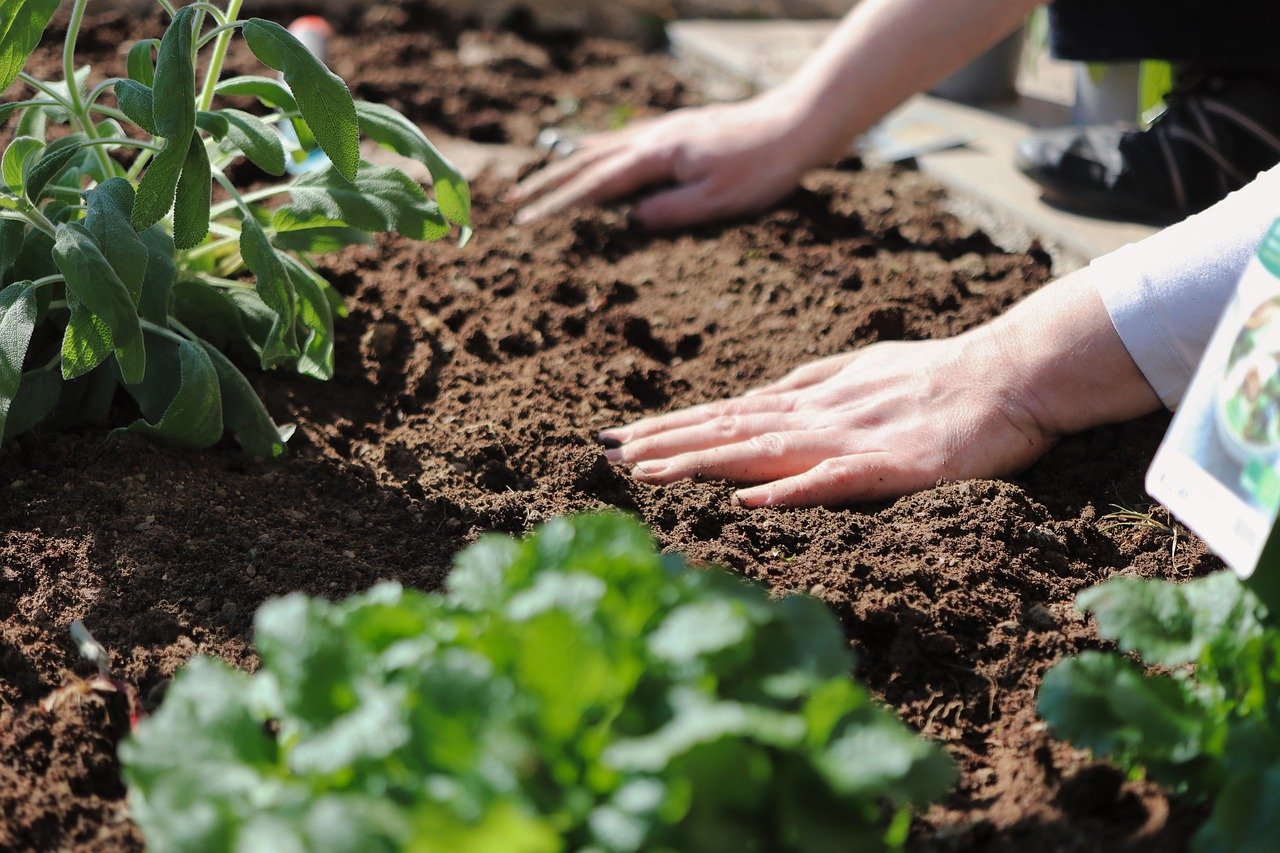 Hands-checking-soil-to-water-your-plants