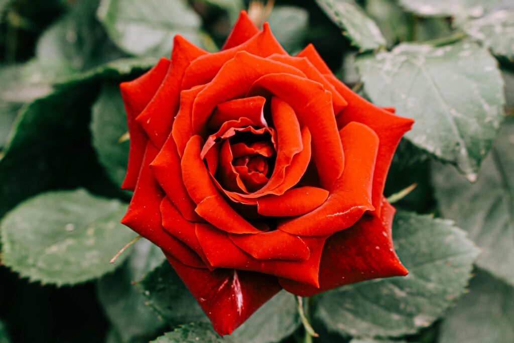 A red rose blooming