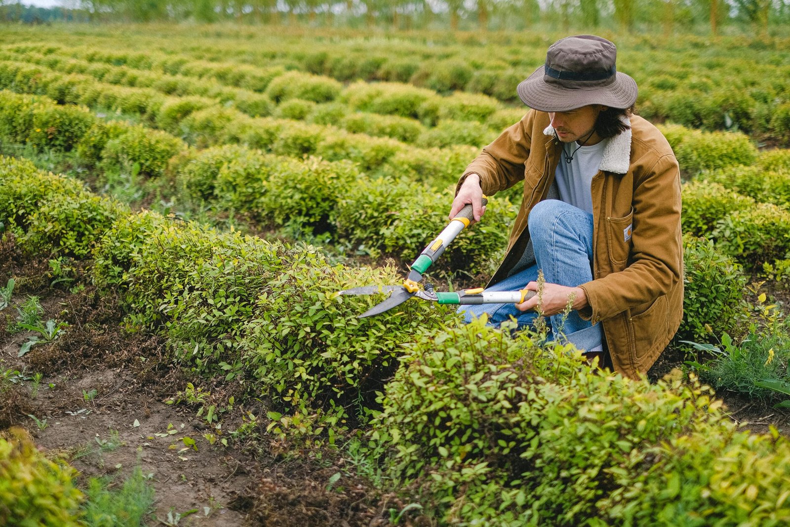 pruning-tips-for-beginners